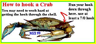 Manuel Z on USING CRABS AS BAIT