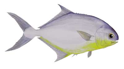 POMPANO